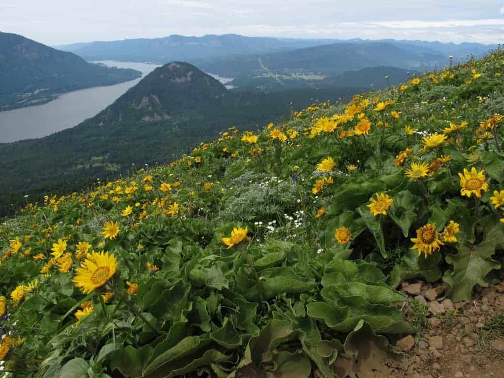 dog mountain columbia gorge wildflower hikes