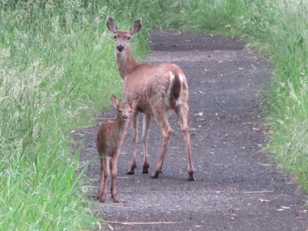 Steigerwald Lake National Wildlife Refuge in the Columbia River Gorge