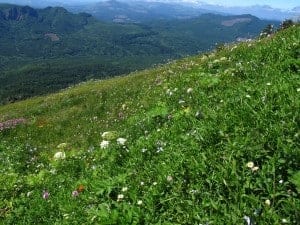 Saddle Mountain is one of the best hikes near Portland, especially in July, when the summer wildflowers are blooming.