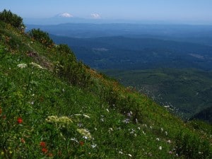Saddle Mountain is one of the best hikes near Portland, especially in July, when the summer wildflowers are blooming.