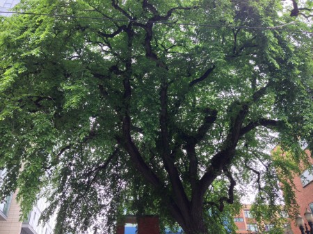 Portland Heritage Tree #1 is an American Elm Downtown