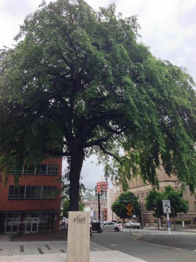 Portland Heritage Tree #1 is an American Elm Downtown