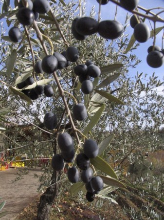 Olives on the tree, just before picking time, in Tuscany.