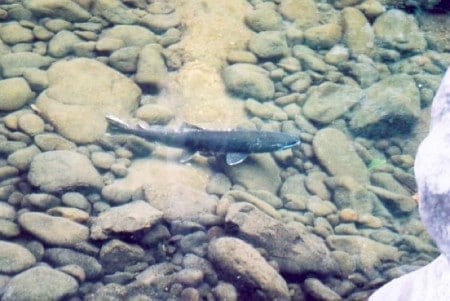A salmon in the Salmonberry in 2006, a year before the flood