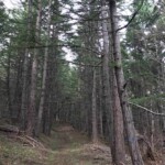 Eventually you climb into conifer country.