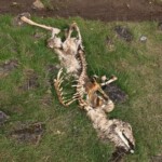 Former deer.