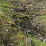 And let's end on a happy note: more creeks and flowers on the way back to the trailhead.