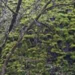 Mossy wall on the way up County Road Trail.