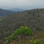 Sunshine and flowers here, rain in the Gorge and snow on Mt. Defiance.