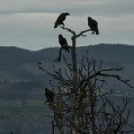 I couldn't get the light quite right, but these vultures were chilling -- and keeping an eye on me.