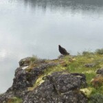 Almost ran into this vulture sitting on top of Coyote Wall.