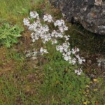 What did I say about flowers and rocks?