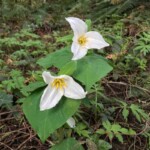 The harbinger of spring!