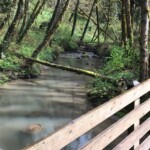 Tryon Creek from High Bridge