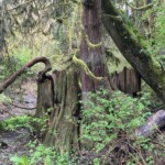 Nurse stump.