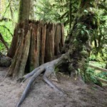 Great stump along the Cedar Trail