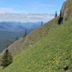 Did I mention steep? And flowers?