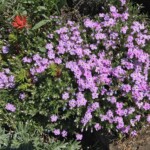 Phlox with a side of paintbrush.