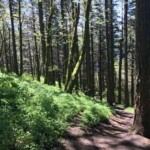 Back in the trees, headed down, dreaming of soda and chips.