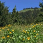 Balsamroot, and the peak above.