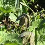 Chocolate lilly