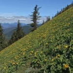 A steep and flowery meadow.