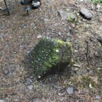 About 2.5 miles up Eagle Creek Trail, this is the tip of a former concrete trail marker! Who knows where the rest are ...