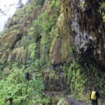 Hanging gardens on the wall above the trail.