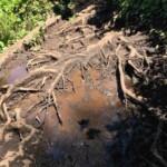 Fair amount of this on the trail.