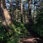 More great forest on the way back.