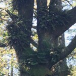 A basket of ferns hanging in a spruce tree: an essential view of the coastal forest.
