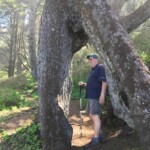 Giant spruce arch.