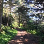 Lovely forest on the way up.