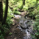 Typical coastal stream.