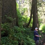 More big trees, rather hard to capture in a photo.