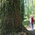 Giant Douglas Fir along the Rim Trail