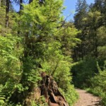 Nurse stump on the trail