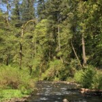 Along the creek