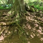 Amazing root structure.