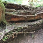 This tree is working hard on its "nurse log."