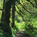 Along the trail.