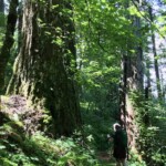 Big trees on Gorton Creek Trail.
