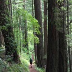 Old growth along the Gorton Creek Trail.