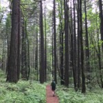 I just love trying to capture the big-tree magic when I'm hiking.