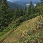 Looking down at the Columbia from the meadow.