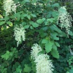 Not sure what these are, but they were abundant and most fragrant.