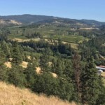 Looking south into the cherry orchards.