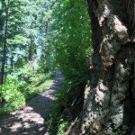 Big ol' tree on the side of the trail.