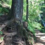 This is another big tree -- and the beginning of a wicked steep hike on the left, to a place called Rock of Ages.