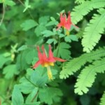 One the way back, I decided to entertain myself by taking flower pictures. This is columbine, I believe.